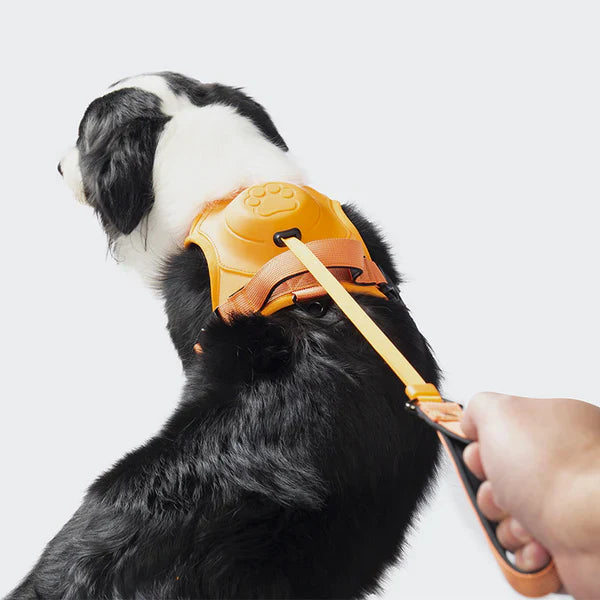 PawLink | Langlebige & Komfortable Hundeleine