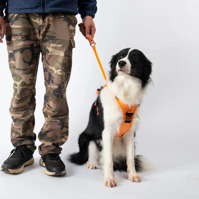 PawLink | Langlebige & Komfortable Hundeleine